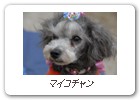 マイコチャン