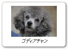 ゴディアチャン