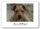 ティンクチャン