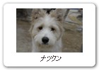 ナツクン