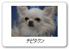 チビタクン