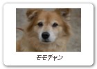 モモチャン