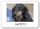 ショウタクン
