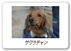 サクラチャン