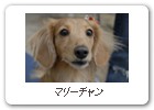 マリーチャン