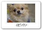 ロビンクン
