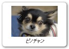 ピノチャン