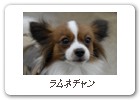 ラムネチャン