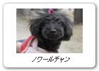ノワールチャン