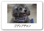 ゴディアチャン