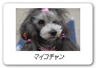 マイコチャン