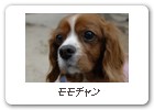 モモチャン