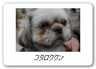 コタロククン