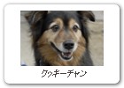 クッキーチャン
