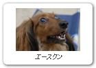 エースクン