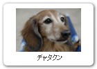チャタクン