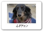 ムギチャン