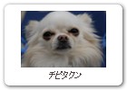 チビタクン