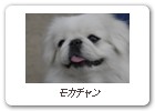 モカチャン