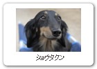 ショウタクン