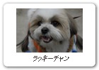 ラッキーチャン
