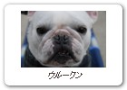 ウルークン
