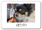 ロビンクン