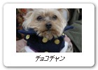 チョコチャン