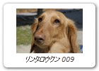 リンタロウクン 009
