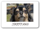 コタロウクン065