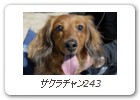 サクラチャン243