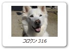 コロクン 316