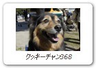 クッキーチャン368