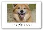 モモチャン379