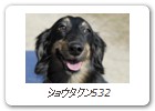ショウタクン532