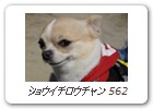 ショウイチロウチャン 562