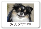 ヴィクトリアクン582