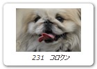 231　コロクン