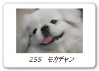  255　モカチャン