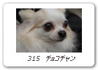  315　チョコチャン