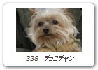338　チョコチャン