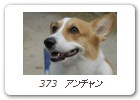 373　アンチャン