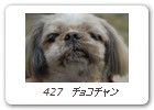  427　チョコチャン