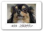 459　コタロウクン