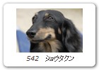 542　ショウタクン