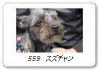 559　スズチャン