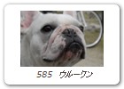  585　ウルークン