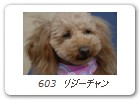  603　リジーチャン