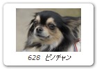 628　ピノチャン