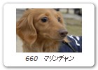 660　マリンチャン